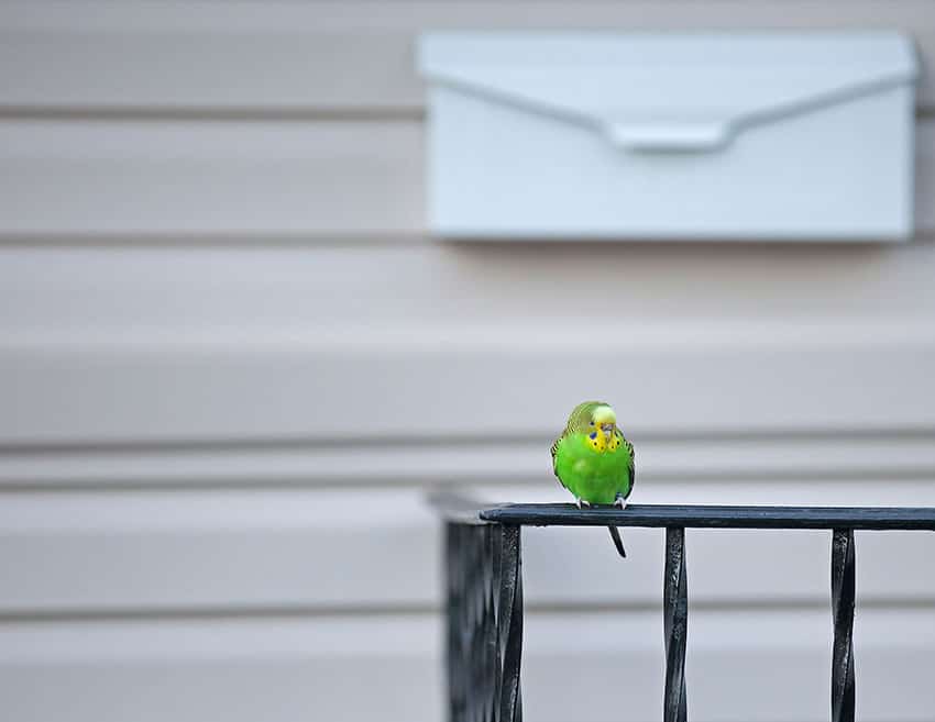 How to Catch a Parakeet Outside