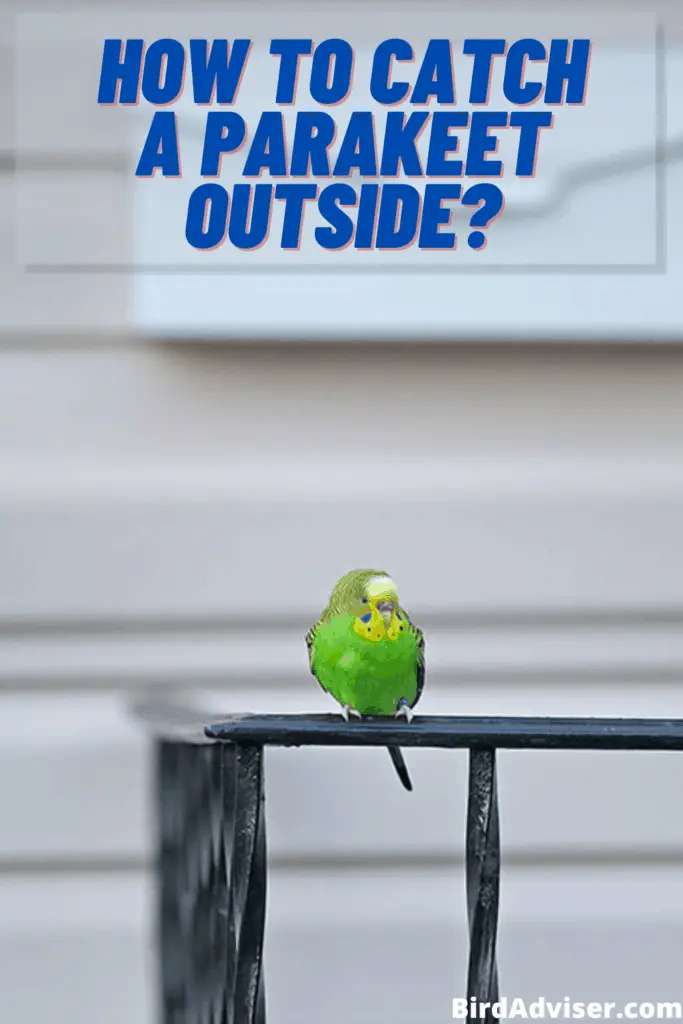 How to Catch a Parakeet outside?