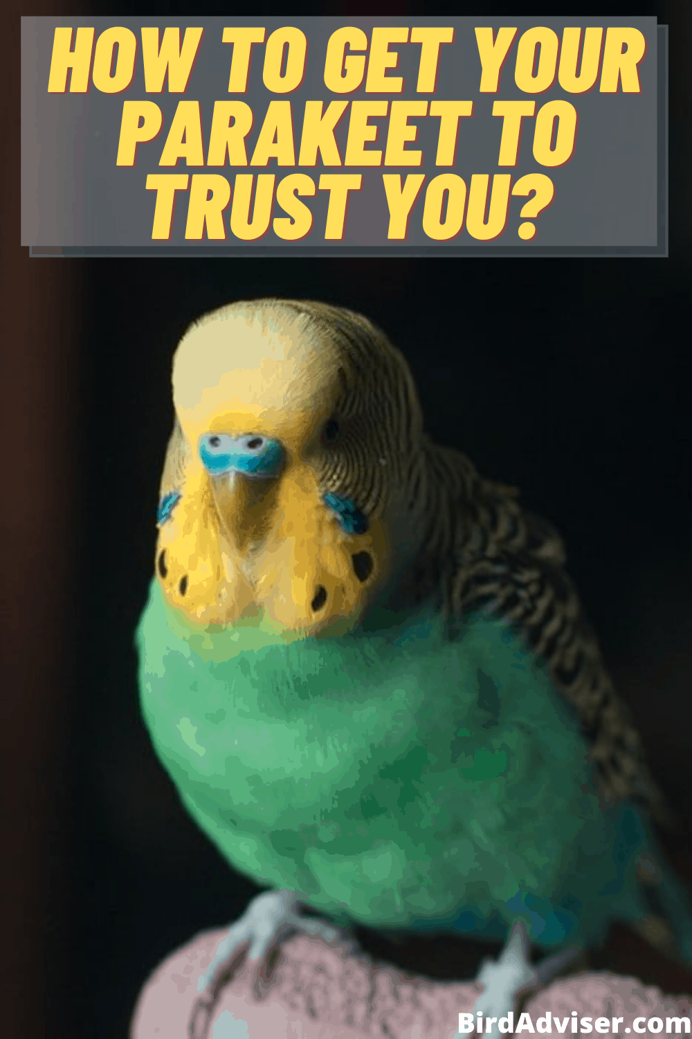 How to Get Your Parakeet to Trust You or Like You? (2023)