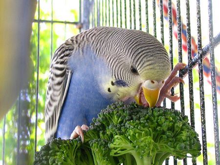 Parakeet Broccoli