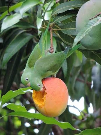 Parakeet Eating Mango
