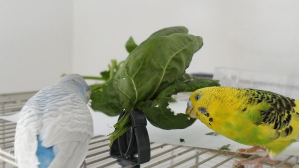 Parakeet Eating Spinach