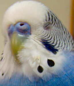 Parakeet Eyes Closed