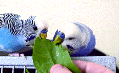 Parakeet Feeding Spinach