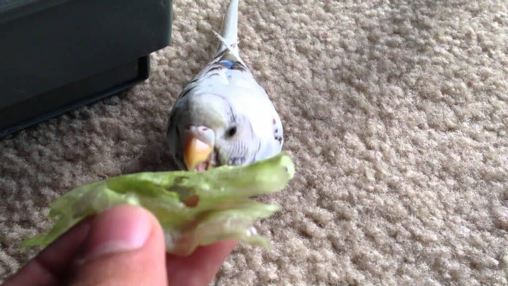 Parakeet Lettuce