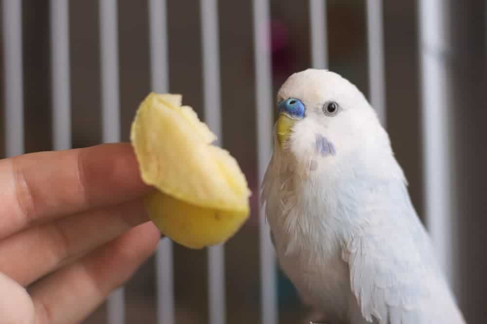 Parakeet Mango