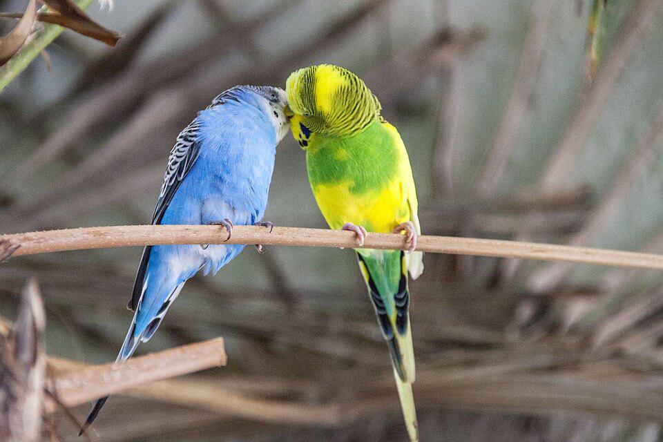 Parakeet Mating