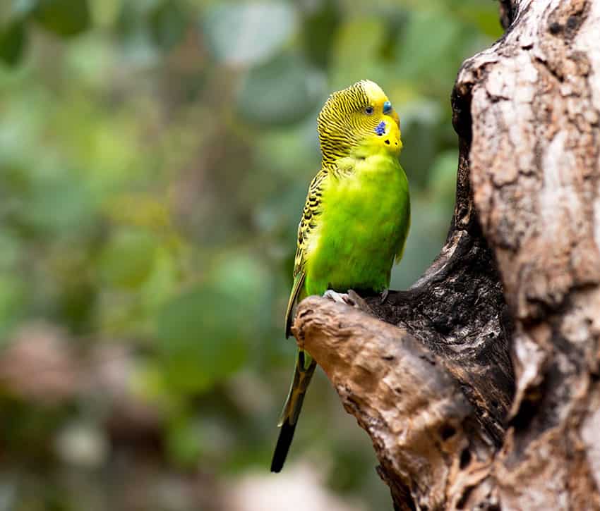 Parakeet Outside in Wild