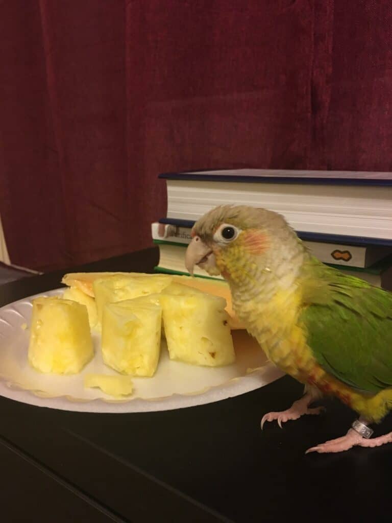 Parakeet Eating Pineapple