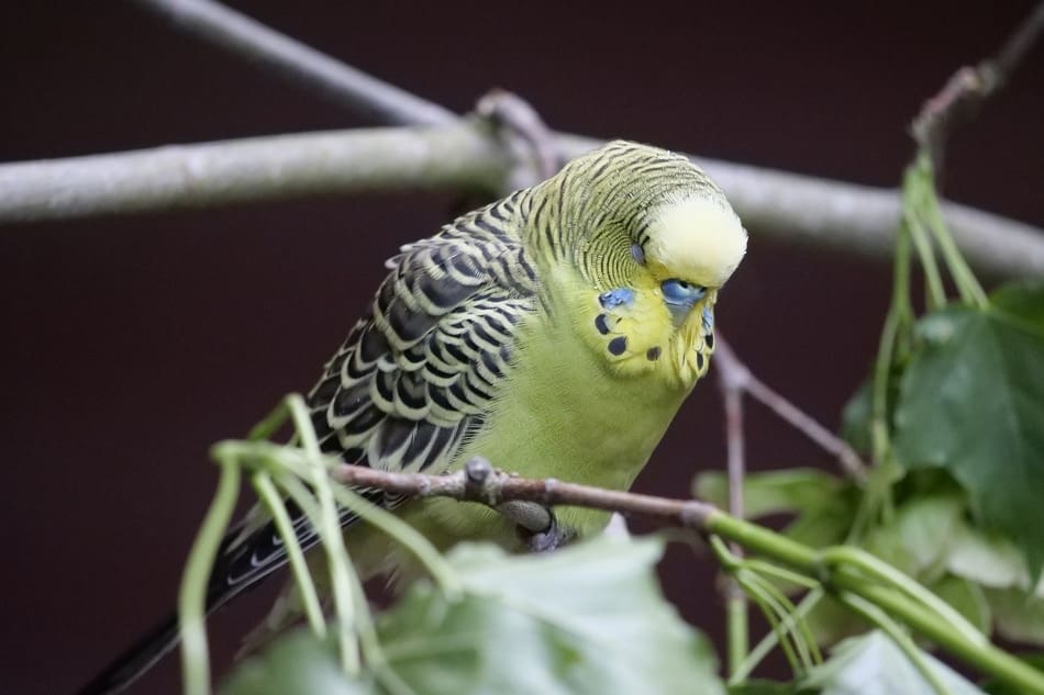 Parakeet Sleeping