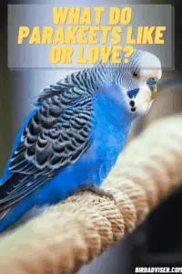 What Do Parakeets like or Love