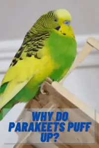 Why Do Parakeets Puff Up