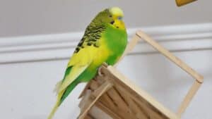 Why Do Parakeets Puff Up?