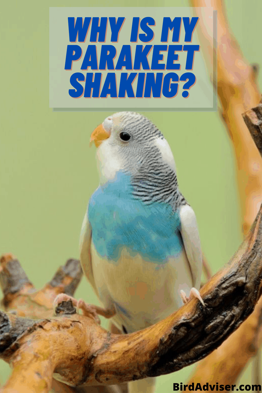 why-is-my-parakeet-shaking-or-shivering-2023