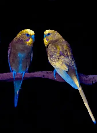 parakeets in dark