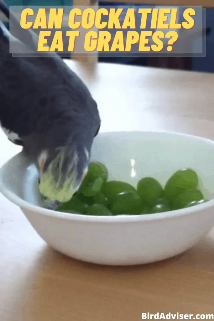 Can Cockatiels Eat Grapes