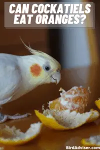 Can Cockatiels Eat Oranges