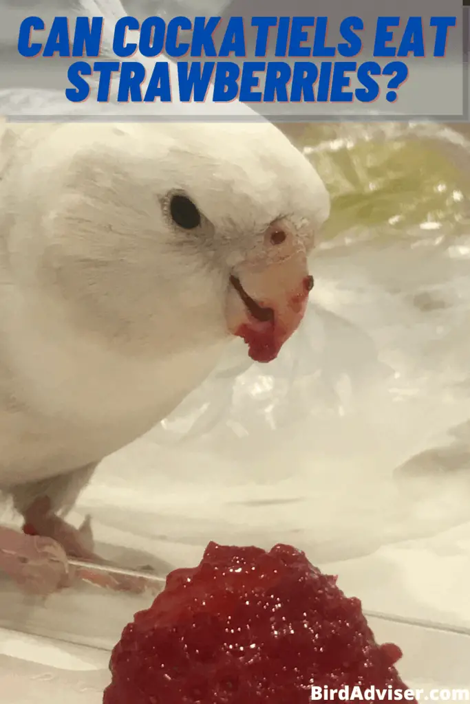 Can Cockatiels Eat Strawberries