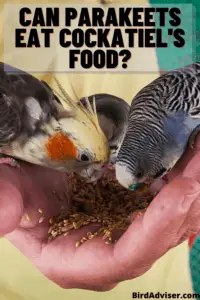 Can Parakeets Eat Cockatiel's Food