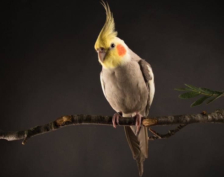 Cinnamon Cockatiel