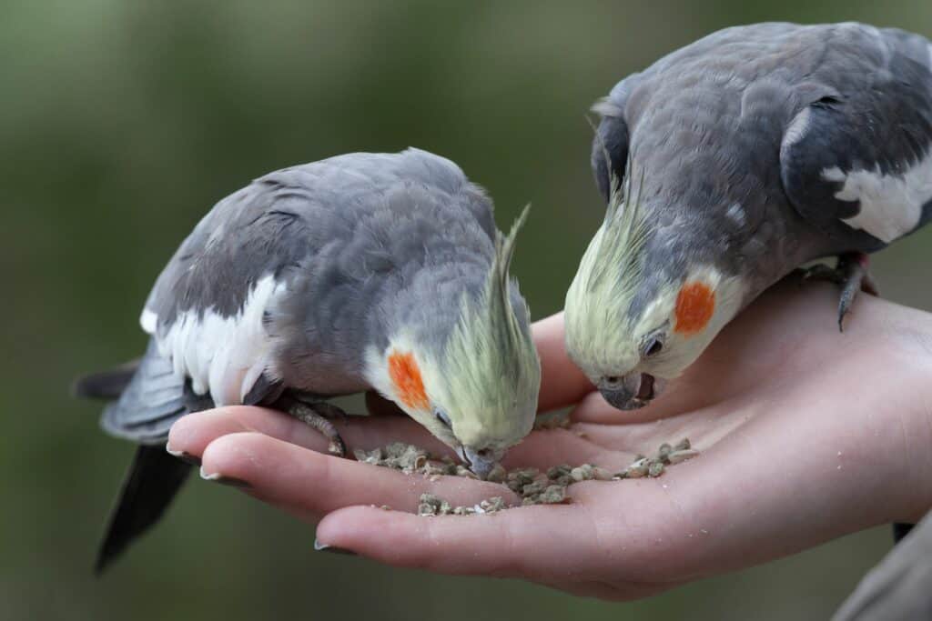 Cockatiel Eating