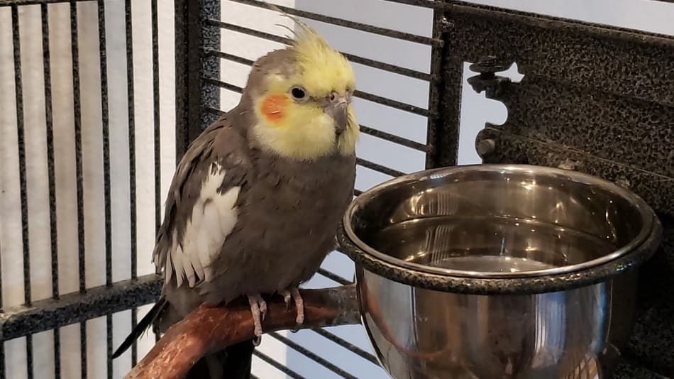 Cockatiel Drinking Water