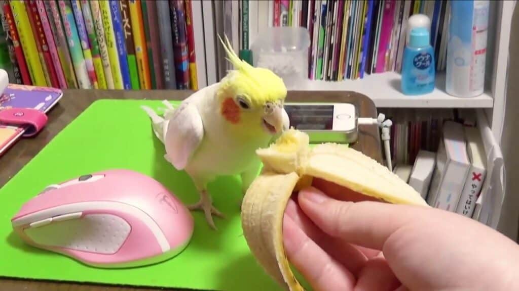 Cockatiel Eating Banana