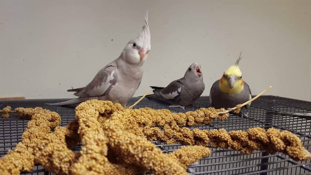 Cockatiel Eating Millet