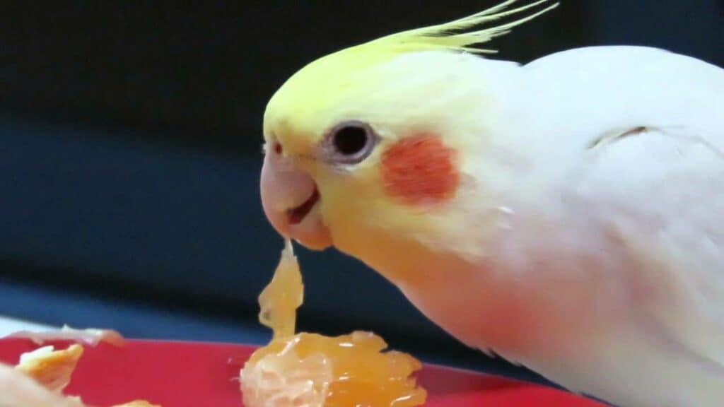 Cockatiel Eating Orange