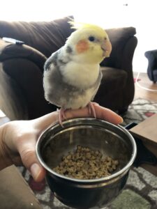 Cockatiel Eating Pellets