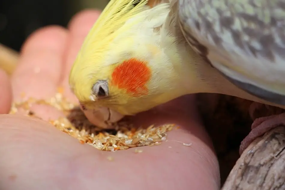 Cockatiel Eating Seeds