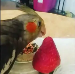 Cockatiel Eating Strawberry