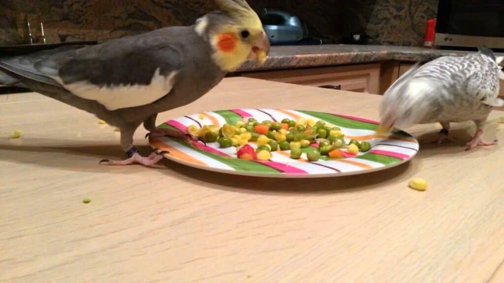 Cockatiel Eating Vegetables