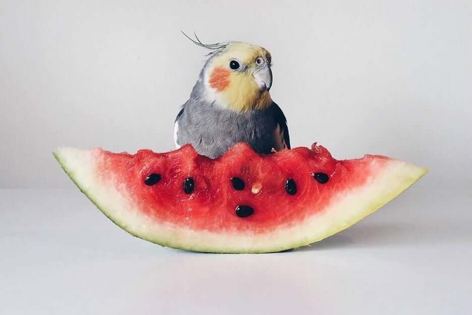 Cockatiel Eating Watermelon