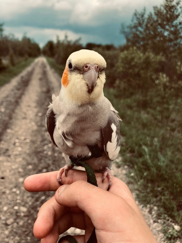 Cockatiel Lifespan