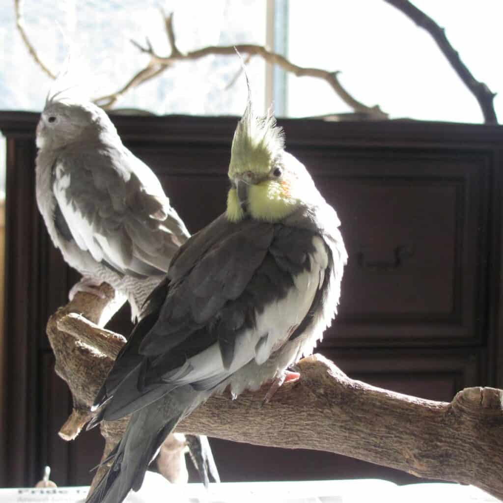 Cockatiel Perch