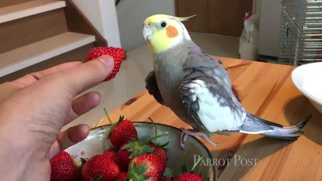 Cockatiel Strawberries