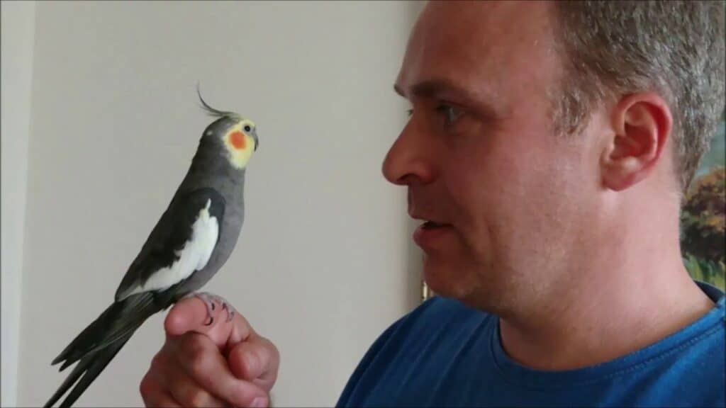 Cockatiel Talking