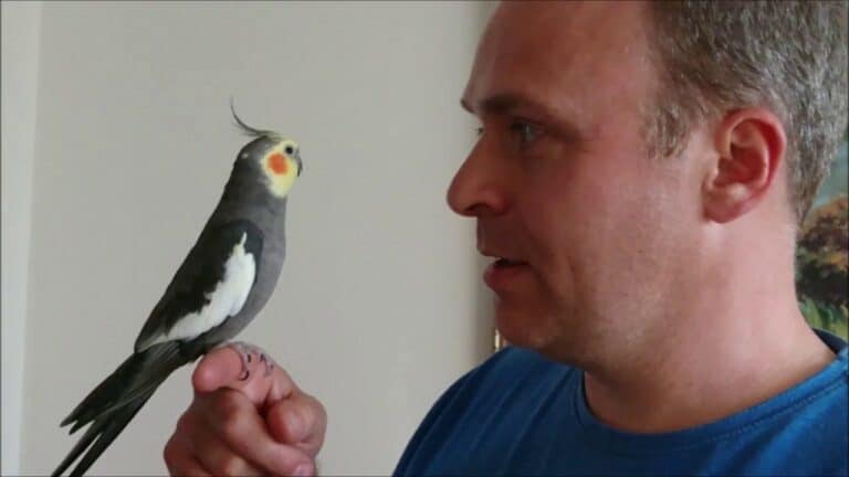 Can Cockatiels Talk Different Cockatiel Sounds 2023 