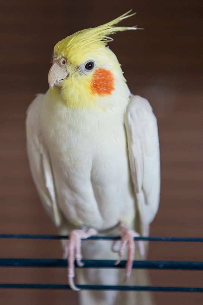 Cockatiel Training