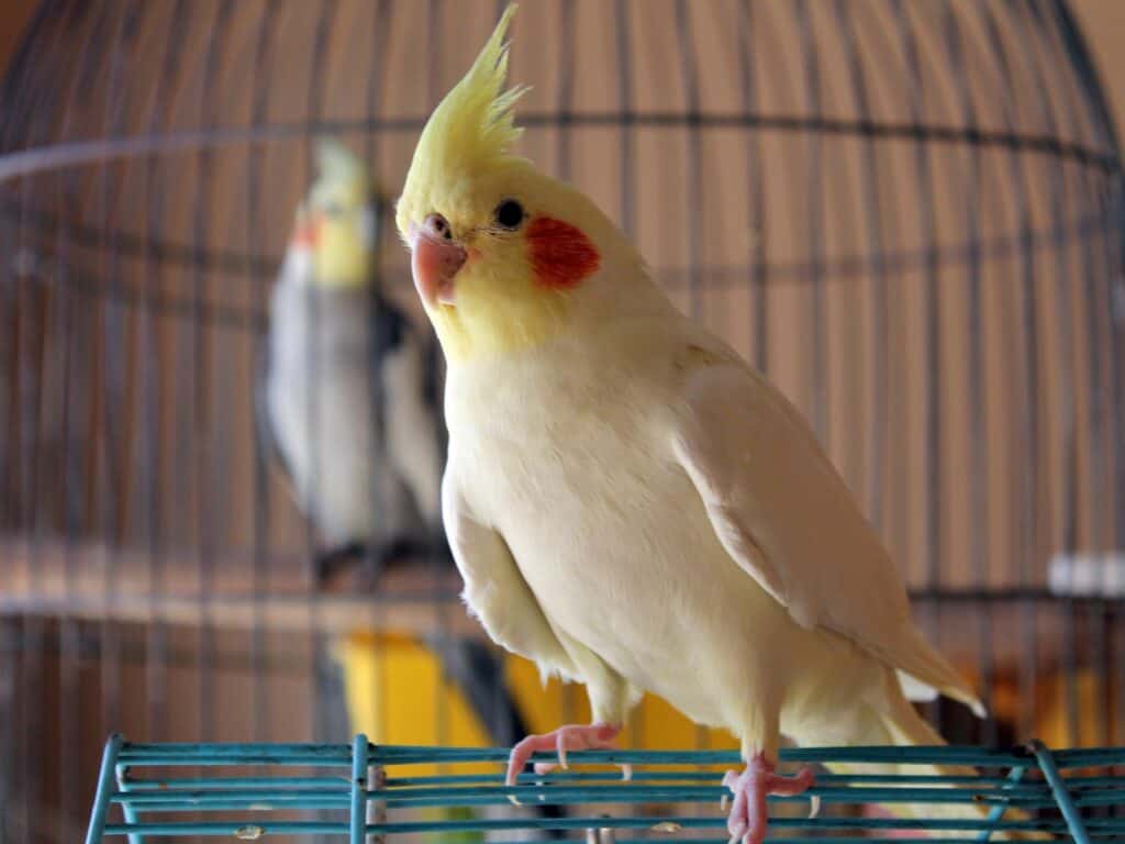 Cockatiel in Pet Store