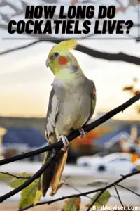 How Long Do Cockatiels Live?