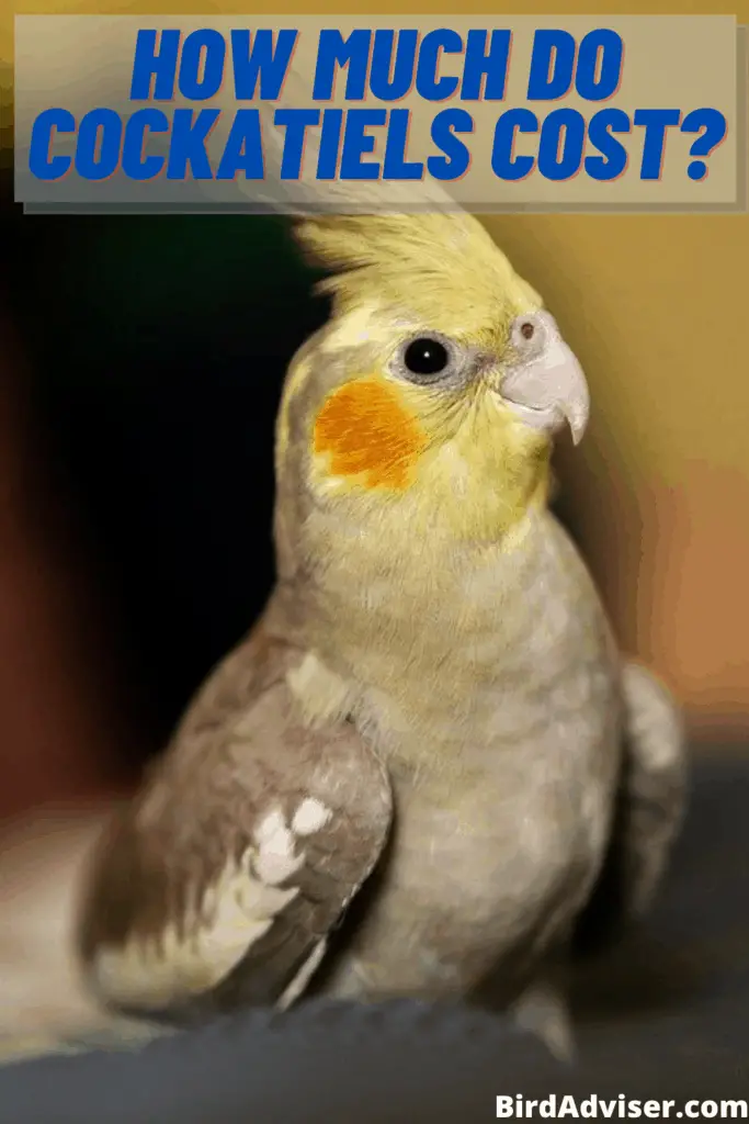 How much do cockatiels cost