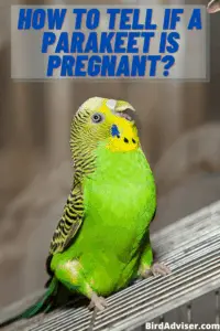 How to Tell if a parakeet is pregnant