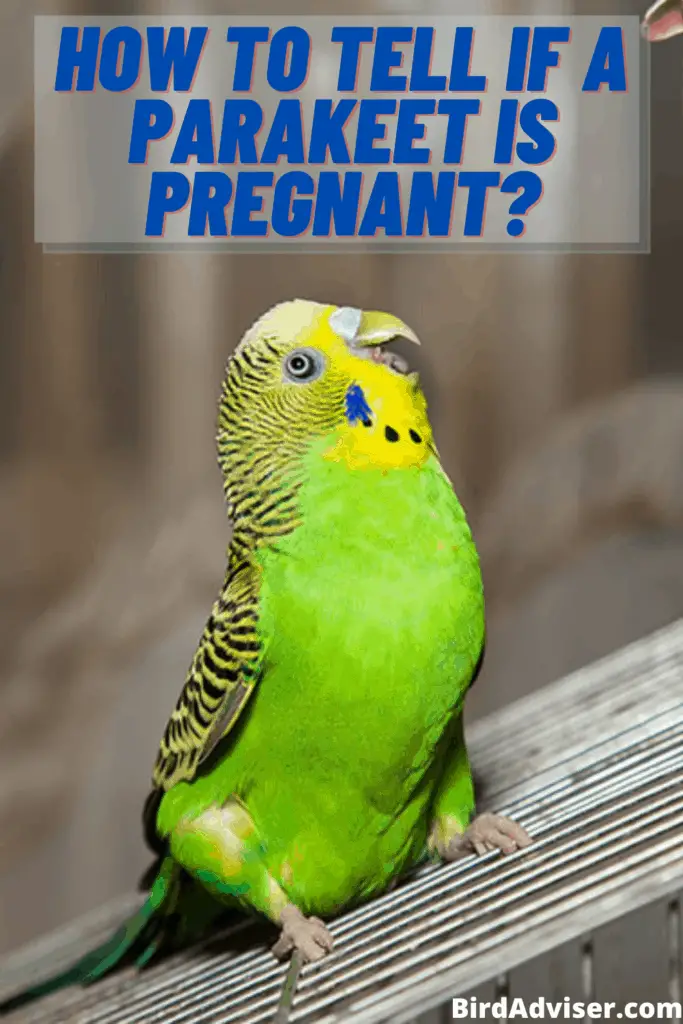 How to Tell if a parakeet is pregnant