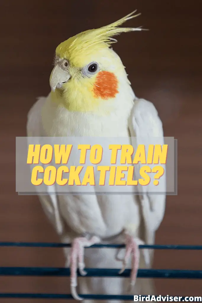 How to Train Cockatiels