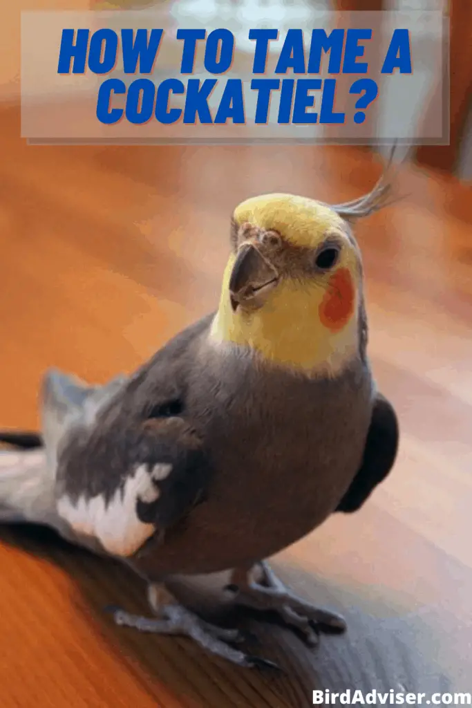 How to tame a cockatiel