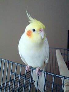 Lutino Cockatiel