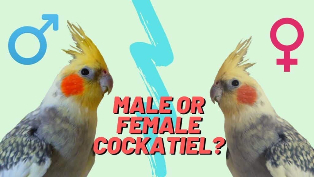 Male and Female Cocktaiel