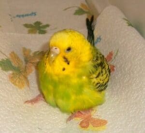 Overweight Parakeet